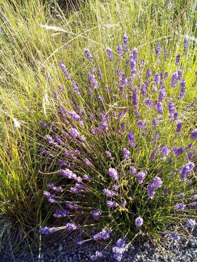 Gite La Fleur D Olivier Nyons Exterior foto